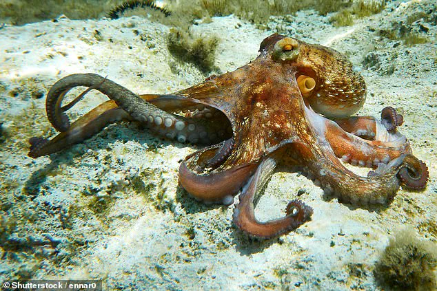Disney World's 'Kraken's Catch' Dishes Spark Controversy at Pirates-Themed Eatery