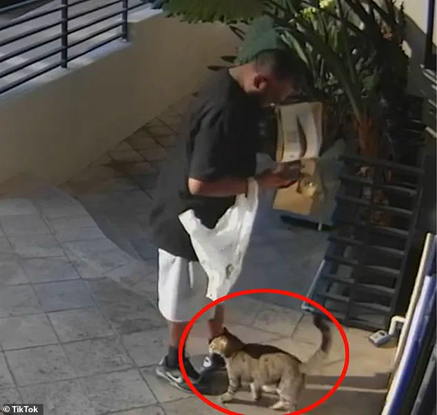 Surveillance Video Shows Food Delivery Driver Allegedly Stealing Beloved Cat Floki from West Hollywood Apartment Complex on September 27
