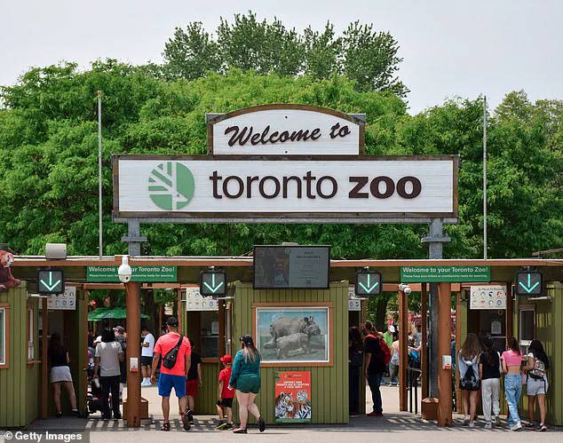 Tragic Death of Endangered Masai Giraffe Kiko at Toronto Zoo Sparks Controversy Over Habitat Expansion