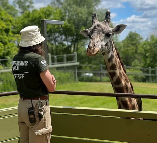 Tragic Death of Endangered Masai Giraffe Kiko at Toronto Zoo Sparks Controversy Over Habitat Expansion
