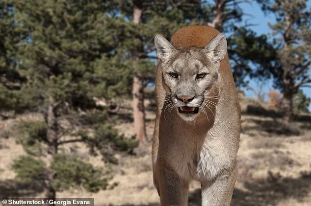 Mountain Lion Attack Claims Life of Hiker, Coroner Cites Asphyxia as Cause of Death