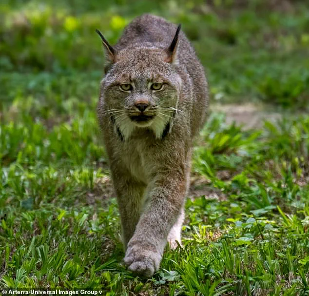 Rare Lynx Kittens Spotted in Voyageurs National Park Signal Ecosystem Recovery