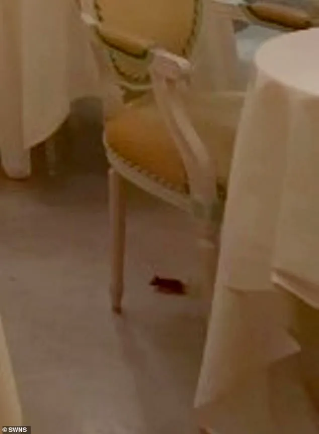 Ritz London Investigates After Mouse Incident at Afternoon Tea: 'Fawlty Towers-Style Scenario' Shocks Customers Paying Premium Prices