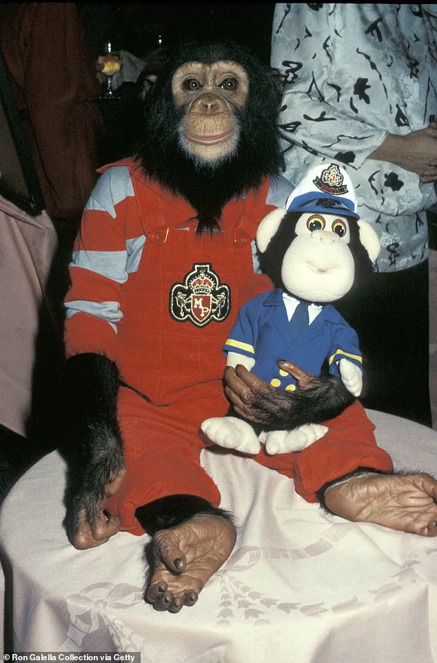From Global Star to Quiet Life: How Regulations Reshape the Fate of Bubbles, Michael Jackson's Chimpanzee