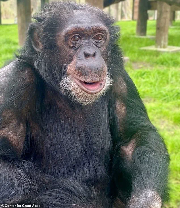 From Global Star to Quiet Life: How Regulations Reshape the Fate of Bubbles, Michael Jackson's Chimpanzee