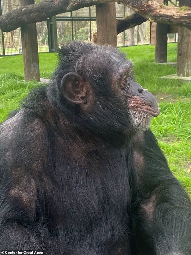 From Global Star to Quiet Life: How Regulations Reshape the Fate of Bubbles, Michael Jackson's Chimpanzee