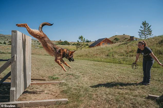 The High Cost of Elite Guard Dogs: How Wealth and Regulation Shape Canine Security