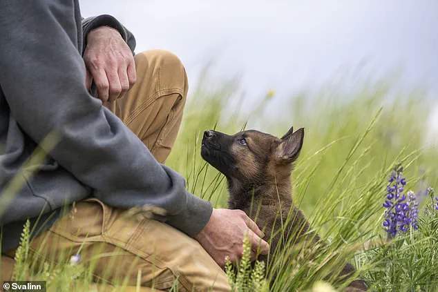 The High Cost of Elite Guard Dogs: How Wealth and Regulation Shape Canine Security