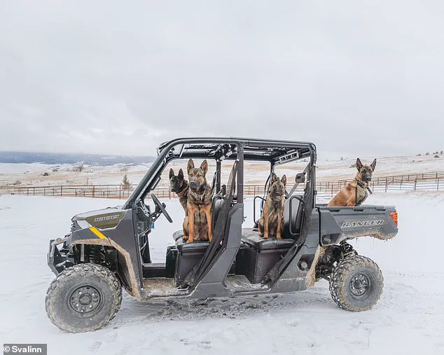 The High Cost of Elite Guard Dogs: How Wealth and Regulation Shape Canine Security