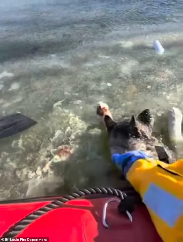 Chilling Rescue: St. Louis First Responders Save Dog Trapped in Icy Lake at 9°F