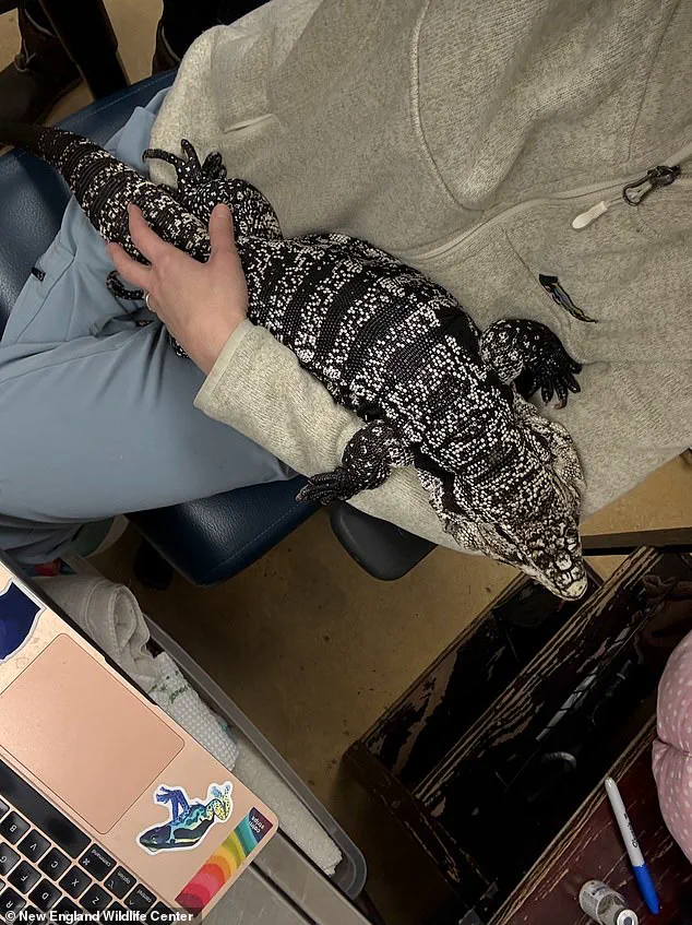 Rhode Island Man Discovers Buried Tegu Lizard in Winter Snowstorm