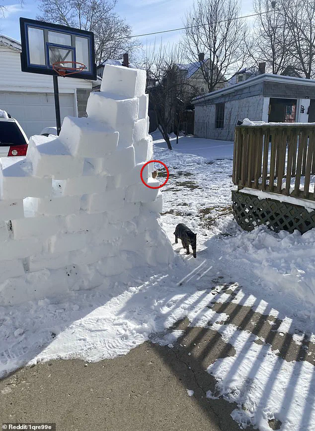 Viral Optical Illusion Challenges Internet Users to Spot Hidden Orange Cat in Snowy Backyard