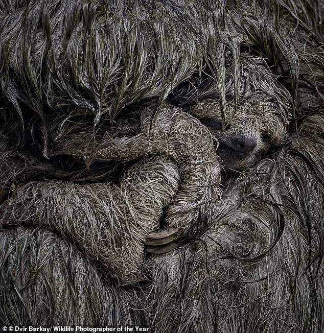 Vote for Nature's Stories: Wildlife Photographer of the Year Shortlist Reveals Resilience and Fragility