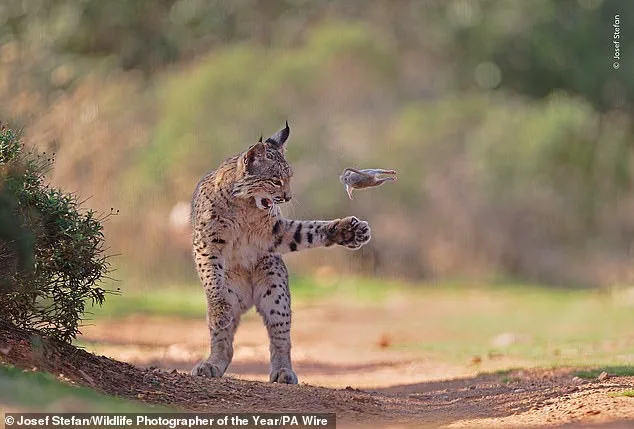 Vote for Nature's Stories: Wildlife Photographer of the Year Shortlist Reveals Resilience and Fragility
