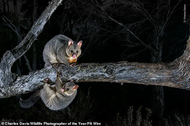 Vote for Nature's Stories: Wildlife Photographer of the Year Shortlist Reveals Resilience and Fragility