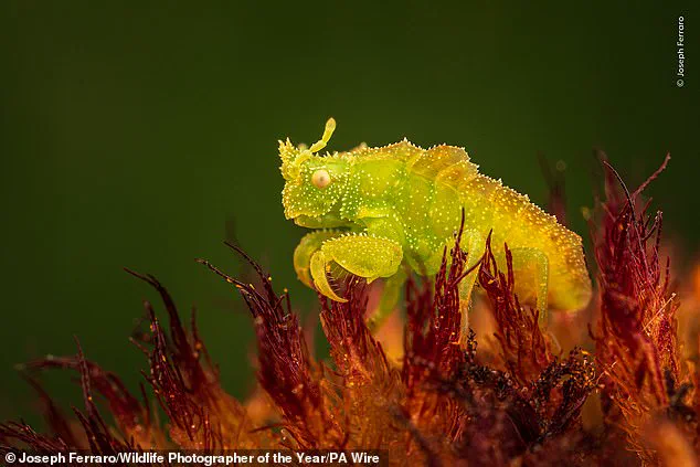 Vote for Nature's Stories: Wildlife Photographer of the Year Shortlist Reveals Resilience and Fragility