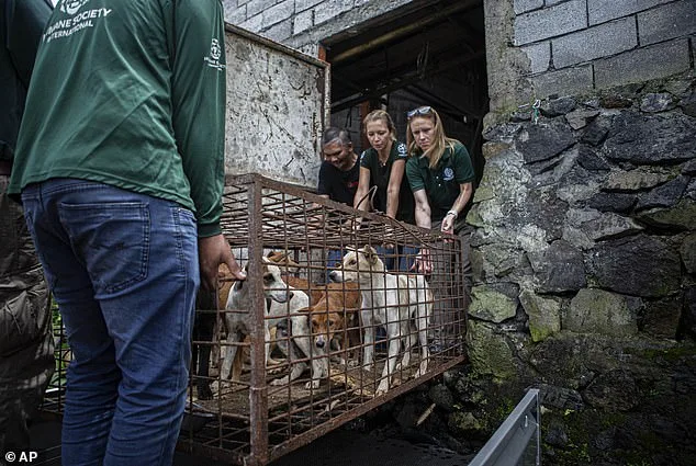 Rescued from Horror: Disabled Puppy Kronk's Survival Story Exposes China's Illegal Dog Meat Trade