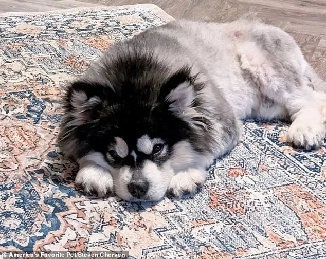 Rescued from Horror: Disabled Puppy Kronk's Survival Story Exposes China's Illegal Dog Meat Trade