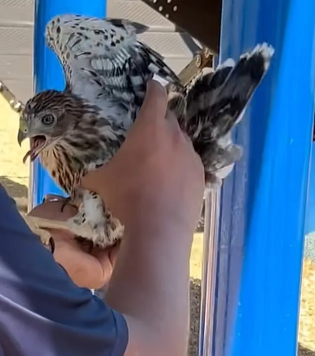 Los Angeles Man Sentenced to 45 Days in Prison for Forcing Protected Hawk to Drink Alcohol