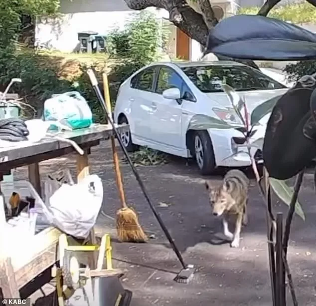 Three-Year-Old Salvo Bessemer's Terrifying Coyote Encounter in Pasadena