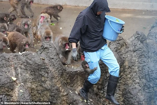 Orphaned Macaque Punch's Social Turnaround: From Rejection to Troop Acceptance at Tokyo Zoo