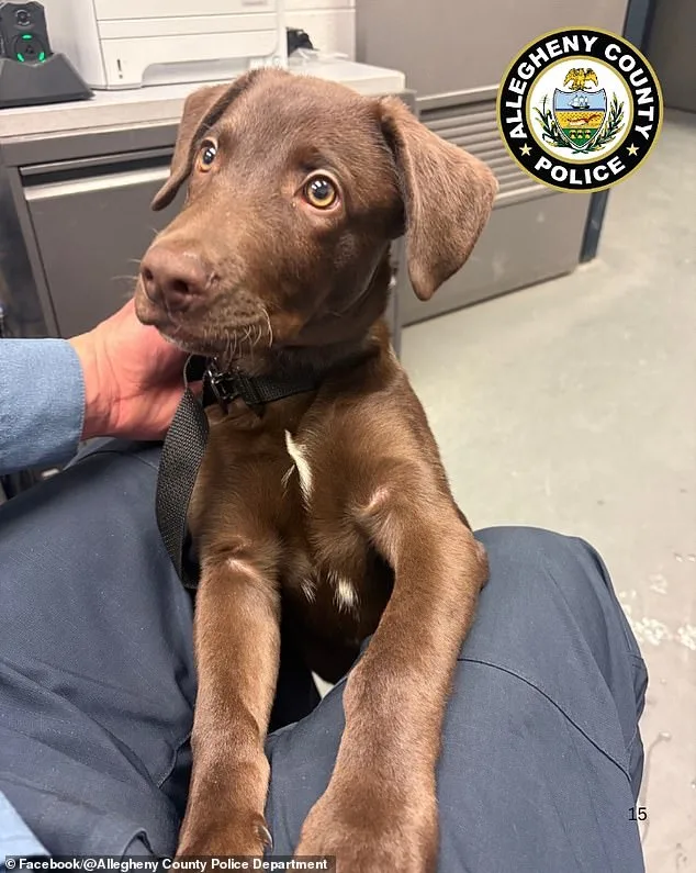 Man Charged with Cruelty for Abandoning Puppy at Pittsburgh Airport