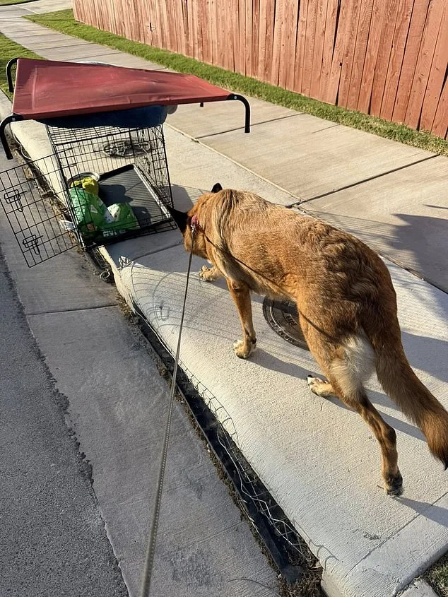 Heart-Wrenching Scene: German Shepherd Abandoned in Scorching Texas Heat