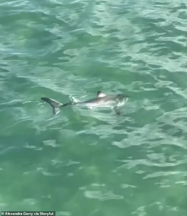 Young Fisherman's Heroic Rescue of Juvenile Great White Shark Goes Viral