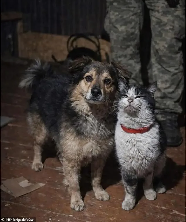 Ukrainian Drone's Daring Mercy Mission Rescues Cat and Dog from Kupyansk Frontlines