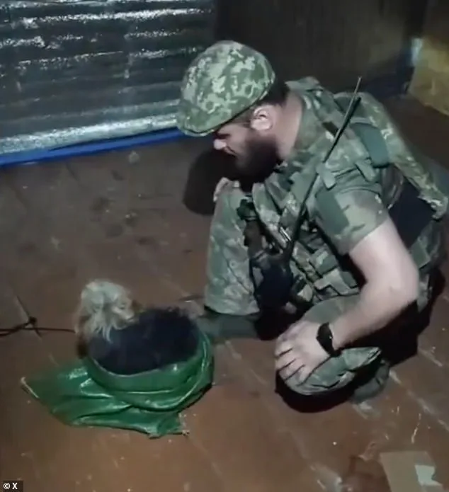 Ukrainian Drone's Daring Mercy Mission Rescues Cat and Dog from Kupyansk Frontlines