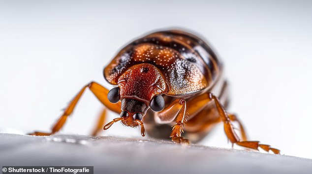 Florida tourist sues Disney over bed bug infestation causing severe injuries.