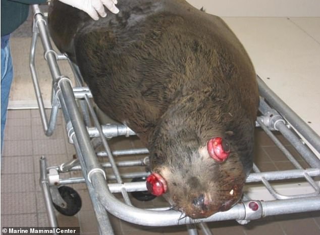 Sea lion removals spark Pacific Northwest debate over salmon survival.