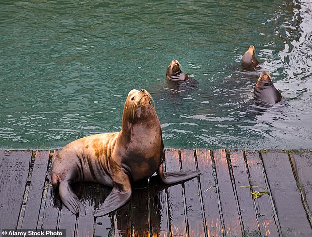 Federal officials weigh lethal sea lion removal to protect Pacific Northwest salmon runs.