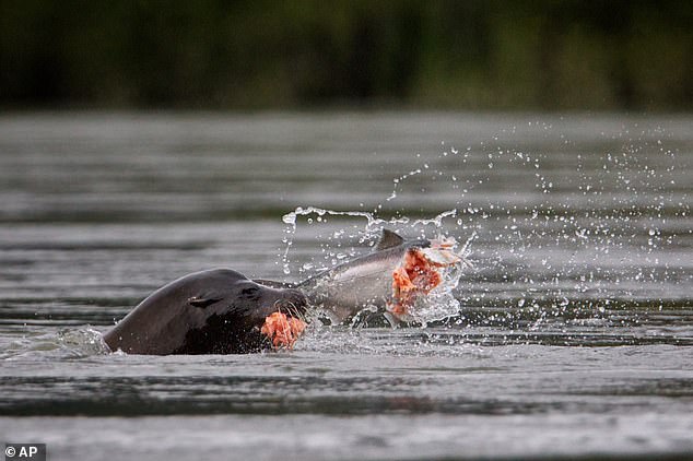 Federal officials weigh lethal sea lion removal to protect Pacific Northwest salmon runs.