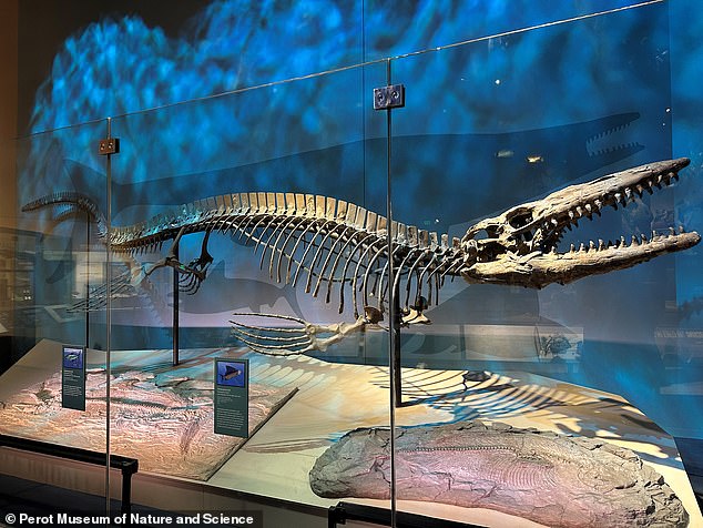 New Apex Predator Tylosaurus Rex Challenged T. Rex for Title