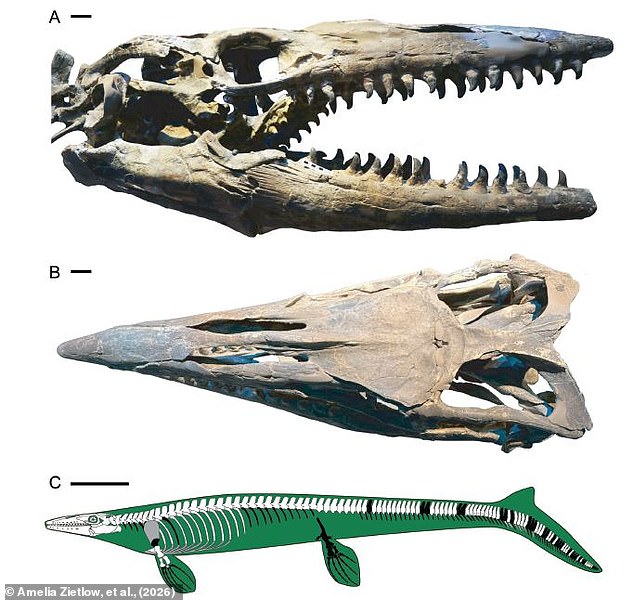 New Apex Predator Tylosaurus Rex Challenged T. Rex for Title