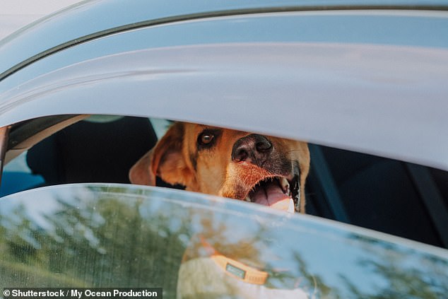 UK Heatwave Puts Flat-Faced Pets at Fatal Risk