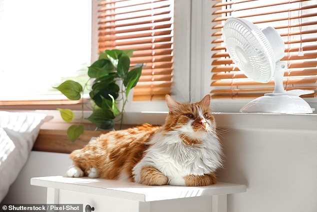 UK Heatwave Puts Flat-Faced Pets at Fatal Risk